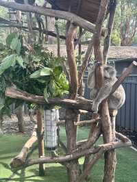 ポートマッコーリーのKoala Hospital 🐨💚