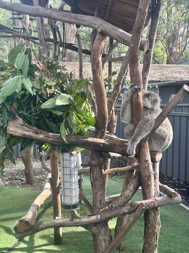 ポートマッコーリーのKoala Hospital 🐨💚