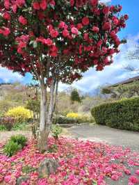 Spring Magic at Hanamiyama Park