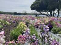 uminokamichi seaside park at fukuoka!