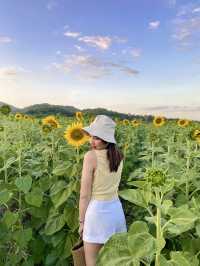 ทุ่งทานตะวันใหญ่ที่สุดในปากช่อง
