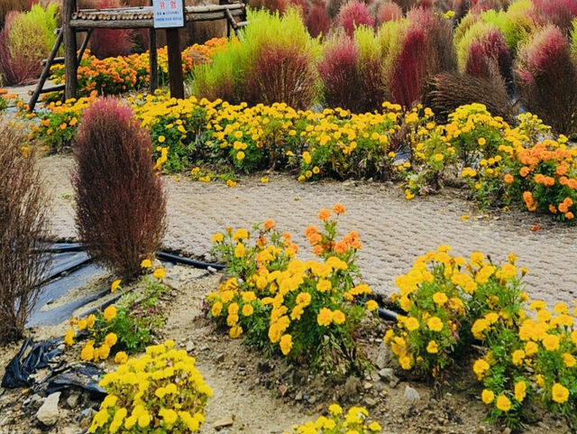 Find Peace at Daejeon Healing Forest: A Simple Getaway