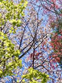 濟州島的春日浪漫：櫻花與海風相隨🌸💕
