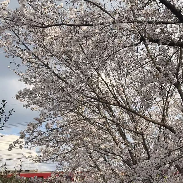 櫻花季的伏見十石舟 就像在日劇中的畫面