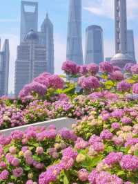 Hydrangeas in Bloom by Suzhou Creek 🌸✨ | North Bund Citywalk Guide