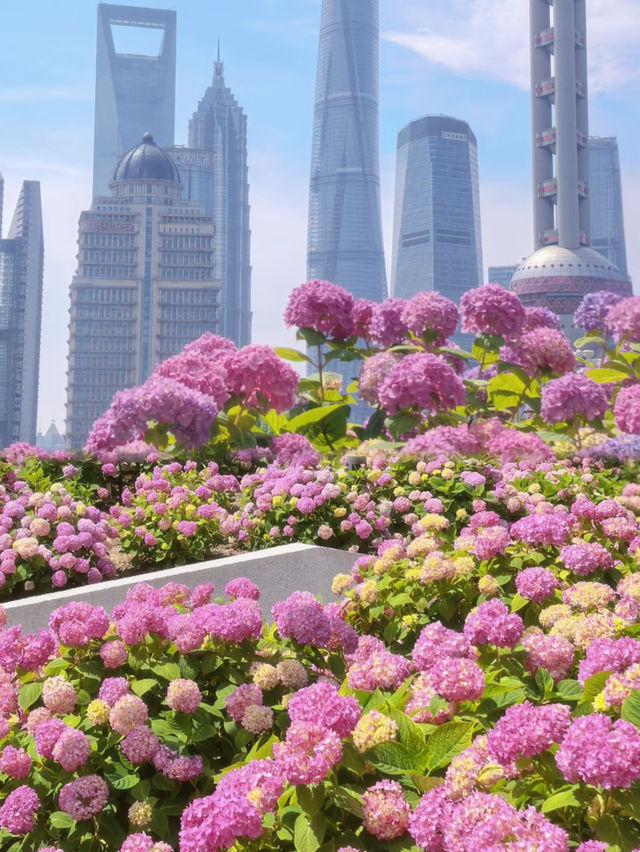 Hydrangeas in Bloom by Suzhou Creek 🌸✨ | North Bund Citywalk Guide