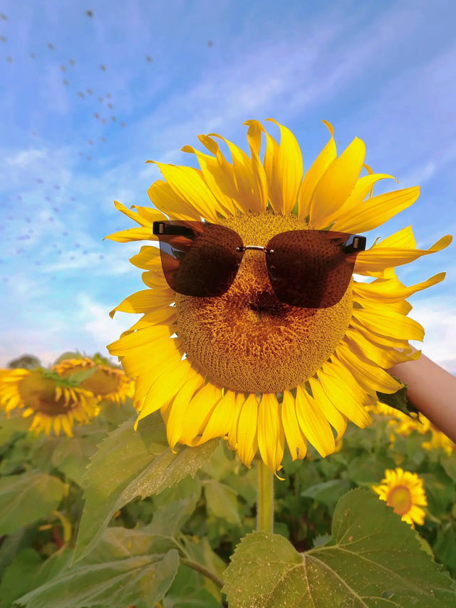 ทุ่งดอกทานตะวัน @ไร่มณีศร 🌻
