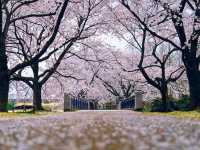 A Cherry Blossom Tunnel Straight Outta a Dream