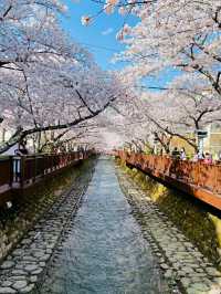 Changwon in Bloom: Experience the Magic of the Jinhae Cherry Blossom Festival