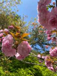 Yoyogi Park: Tokyo’s Cherry Blossom Oasis