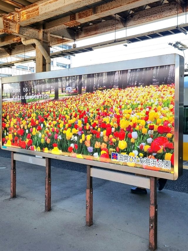 A PEACEFUL SPRING GETAWAY IN THE EASTERN KANTO REGION