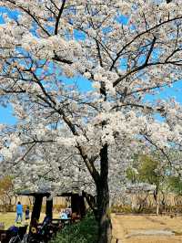 Title: Yongsan Family Park – A Tranquil Retreat in the Heart of Seoul
