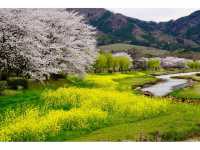 Ducks, Blossoms, and Max Chill