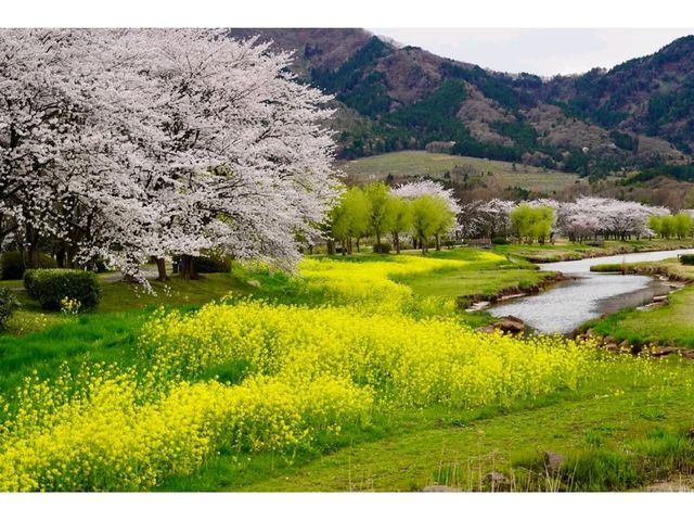 Ducks, Blossoms, and Max Chill