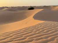 A Magical Journey into the Sahara 🐪🌍 