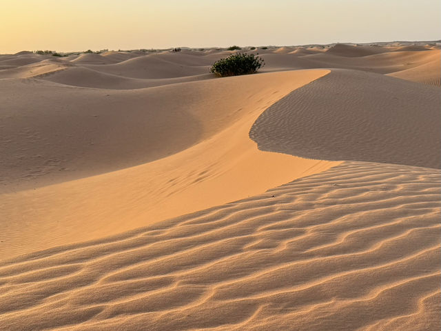 A Magical Journey into the Sahara 🐪🌍 