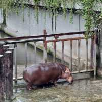 台北市動物園：親子同樂的自然探索勝地 🐼