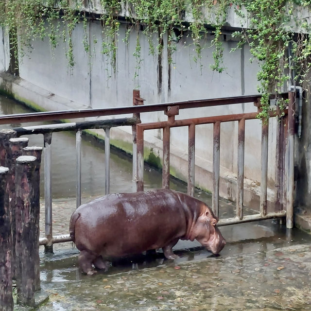 台北市動物園：親子同樂的自然探索勝地 🐼