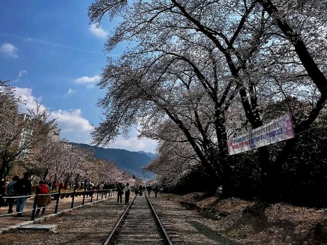 Spring’s Cherry Blossom Fantasy