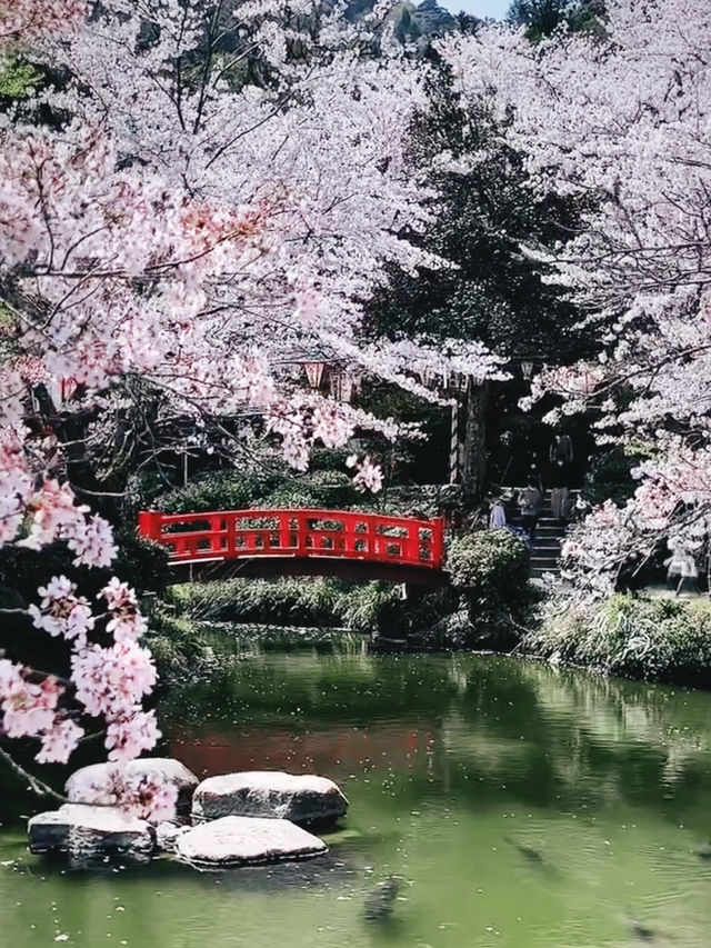 Petal Paradise Beneath Mt. Utsubuki