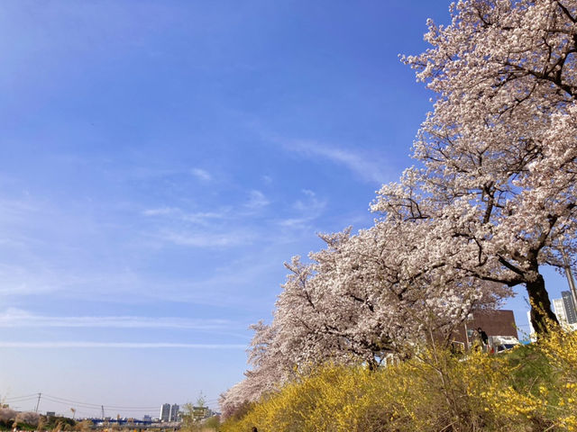 벚꽃 조각들 🌸🩷