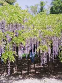 【行く前にこれ見て】樹齢1200年の藤が織りなす神秘的な世界💜✨※観光攻略情報付き