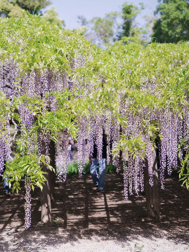 【行く前にこれ見て】樹齢1200年の藤が織りなす神秘的な世界💜✨※観光攻略情報付き
