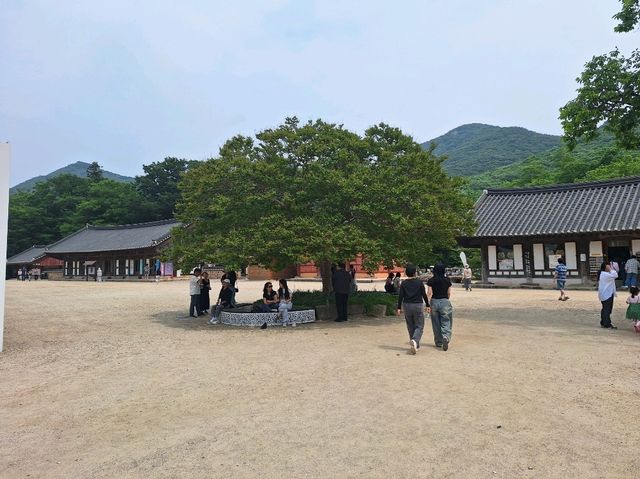 중년에 홀로떠난 여행 1일차 고창 선운사에서