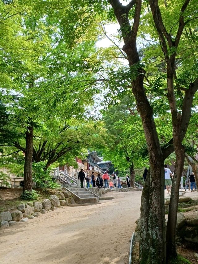 봄날 벚꽃이 내려앉은 고찰의 정원
