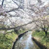 【三重】鹿化川の千本桜