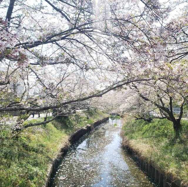 【三重】鹿化川の千本桜