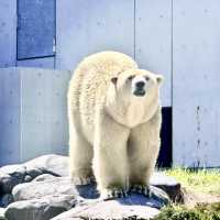  札幌圓山動物園：北國生態之窗