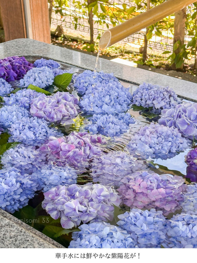 【東京世田谷区】河津桜で有名な神社のレースのお守り！6月限定あじさい柄が桜神宮に登場♡ご朱印&華手水も紫陽花verに