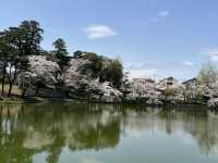 🌸【初見即傾心】大宮公園櫻花滿開的那一刻，我與春天撞了個滿懷!