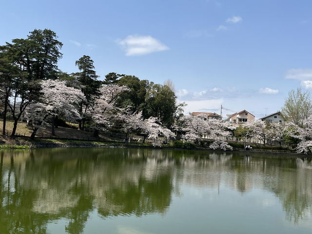 🌸【初見即傾心】大宮公園櫻花滿開的那一刻，我與春天撞了個滿懷!