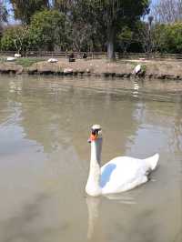 Gucun Park: Your Summer Escape