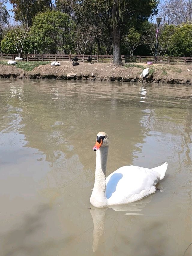 Gucun Park: Your Summer Escape