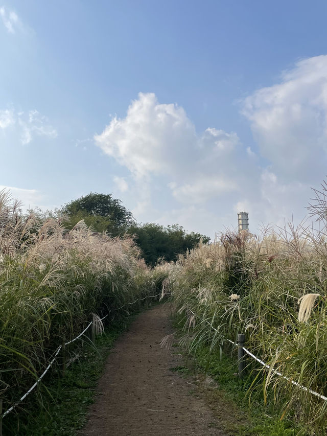 🌾 서울 하늘 아래 바람과 걷는 시간, 하늘공원