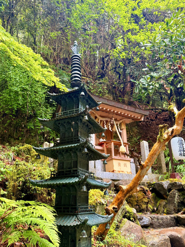 京都｜800年歷史53公尺高大杉木 由岐神社的鎮邪傳說