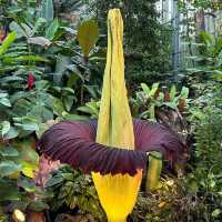 Step into a Living Museum: Basel’s Historic Botanical Garden in Summer