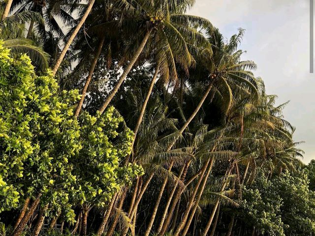 Cape Tribulation – QLD