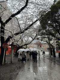 東京城市散步提案｜從淺草老街走到秋葉原的貓之午後