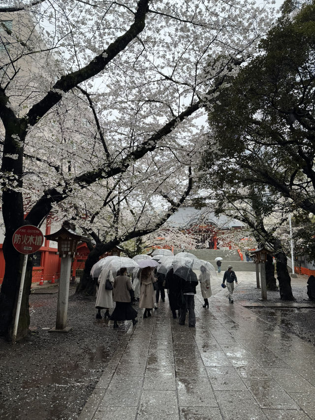 東京城市散步提案｜從淺草老街走到秋葉原的貓之午後
