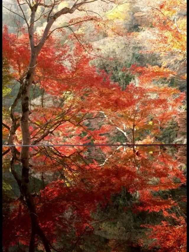 【京都】嵐山 祐斎亭