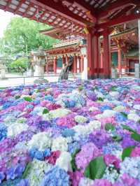 【福岡】梅雨の期間限定の絶景！