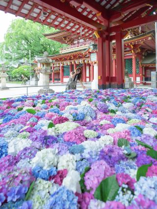 【福岡】梅雨季限定的絕美景色！