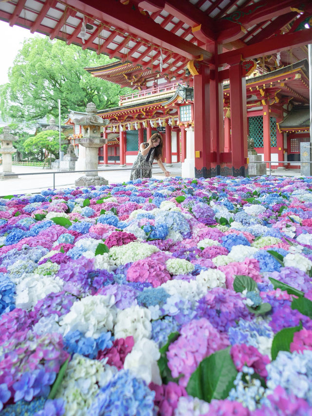 【福岡】梅雨の期間限定の絶景！