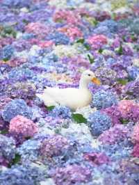 🙏【茨城・桜川市 雨引観音（雨引山楽法寺）】紫陽花に包まれるパワースポットで癒しとご利益の旅 
