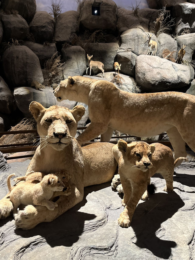 Shanghai Natural History Museum 🦁🦖🦕