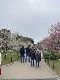 🌸 สวนต้นท้อ (Osaka Castle Plum Grove) 🌸